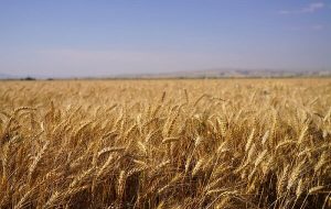 تداوم خودکفایی تولید گندم