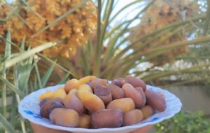 برداشت رُطب و خرما در زرین دشت آغاز شد