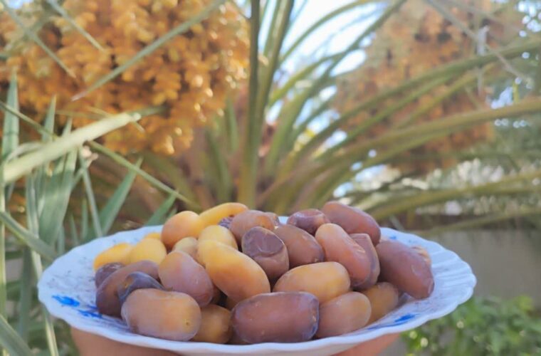 برداشت رُطب و خرما در زرین دشت آغاز شد