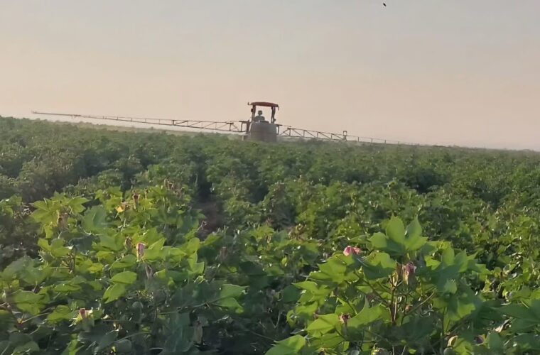 مبارزه با آفات پنبه در زرین‌دشت