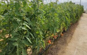 نیروگاه خورشیدی، حلقهٔ گمشده توسعه گلخانه‌ای در زرین‌دشت